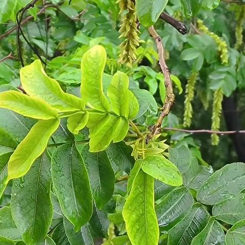 5月青蓝工程小结