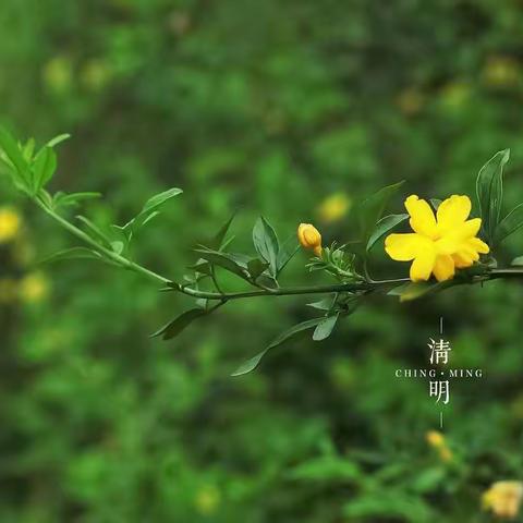 润雨清明，缅怀先烈——三乡镇东村小学清明节活动