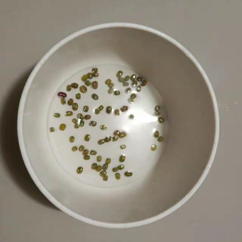 小小绿豆成长记（唐丽莎)
