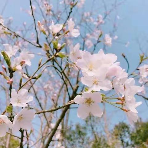 我和春天有个约会🌸——苗苗班关于春天的主题活动🌾