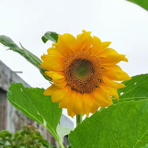 培根💕养正🌱，我心向阳🌈 —— 下湾镇旺江小学劳动实践探索