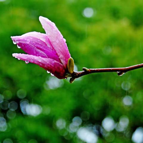 雨花泪