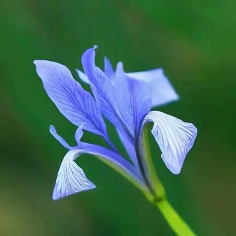 期待一朵马兰花开