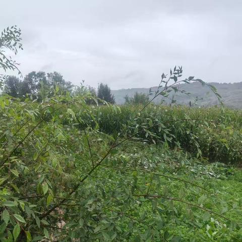 思雨 ​ 文/青竹