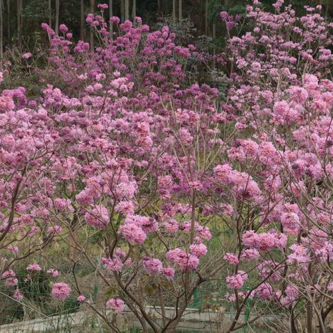 倘佯花海赏风铃