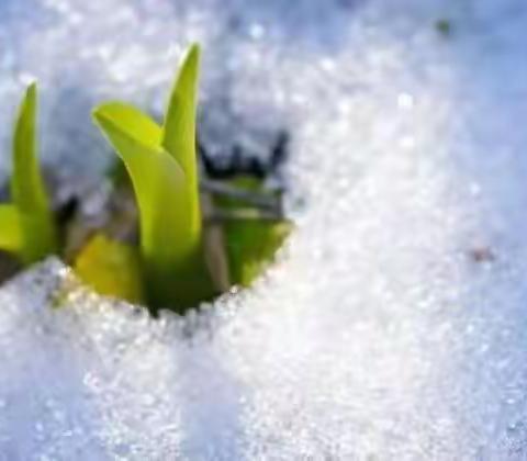 品文字之美,行儒雅人生------鲁公小学三年级五班寒假生活