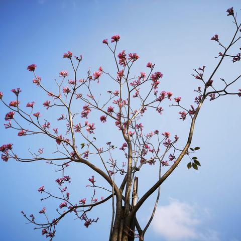 寻美一中之风铃花开