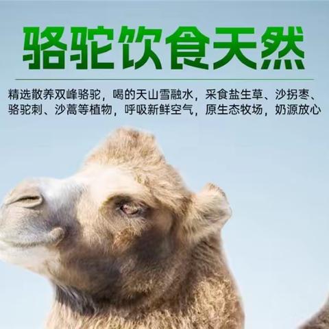 2026 口感top驼奶粉十大品牌，纯正不腥味道小，淡奶香味浓更好喝