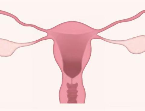 卵巢状态影响全身，达龄Reju28分享女生一定要懂的保养干货