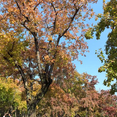 天平山赏枫20251115