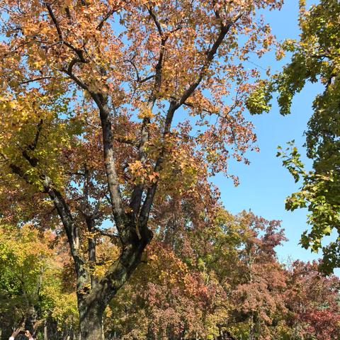 天平山赏枫记：秋日里的色彩盛宴