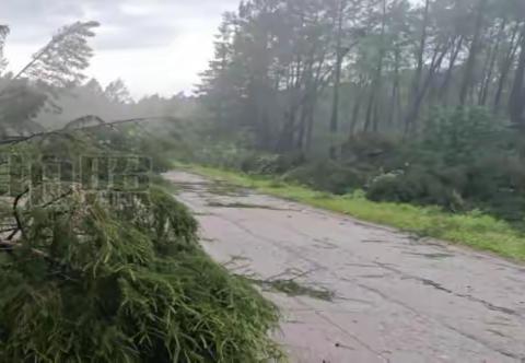 风雨就是集结号，灾情就是动员令红林林场分公司打响“抗风雨抢险救灾战”