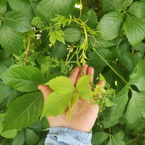 不疾不徐 清风己来 一一记石河子大学美术学专业师范认证交流会