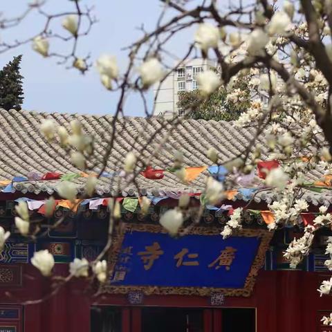 盛开在古都寺院里的玉兰花