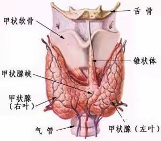 聚焦甲状腺结节