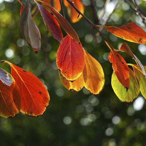 金源山居看红叶