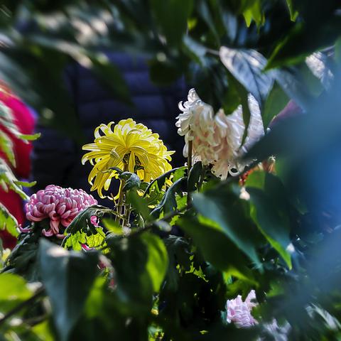 打翻了秋的颜色盒