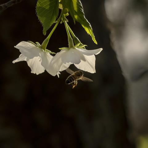 春的韵律（摄影袁平建）