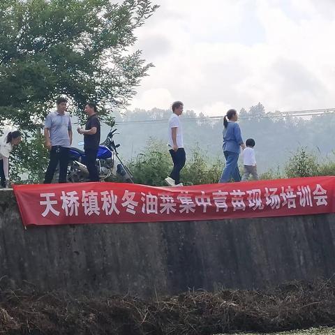 天桥镇召开2023－2024年油菜示范点集中育苗技术培训会