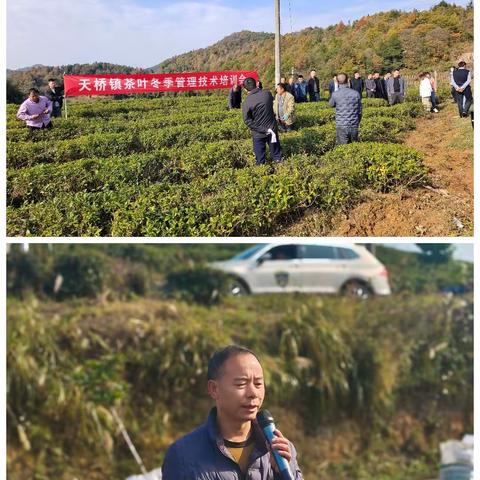 天桥镇组织召开2023年茶园冬季管理技术培训会