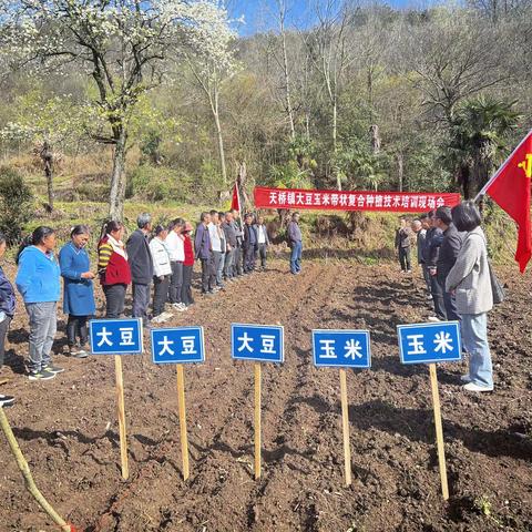 天桥镇组织召开2024年大豆玉米带状复合种植技术培训现场会