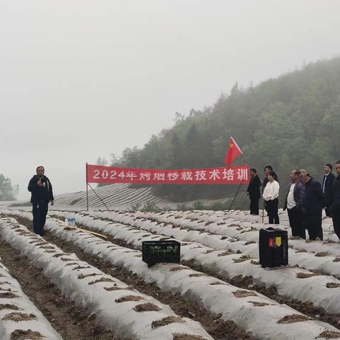 天桥镇2024年烤烟大田移栽现场技术培训会