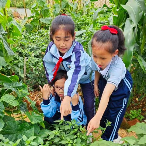 不负夏时，快乐种植——三2中队5月种植记录