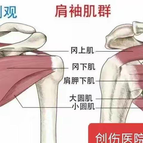 肩袖损伤（撕裂）能自愈吗？看看 “老美 ”怎么说——《美国康复指南》
