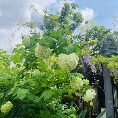 春和景明日 芳菲四月天