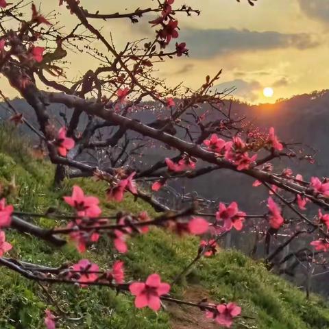 桃花开咯~来行个桃花运！