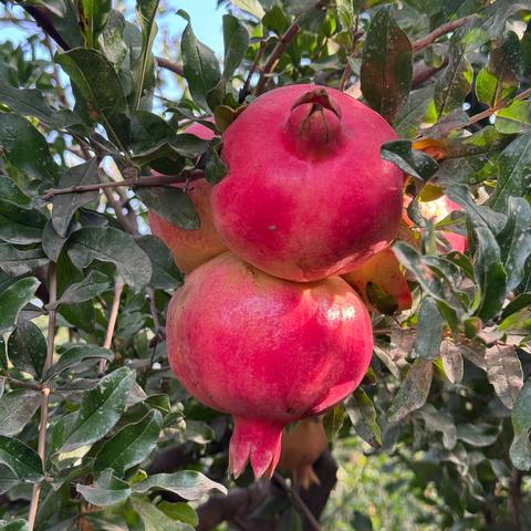 一诗一画（186）- 石榴园