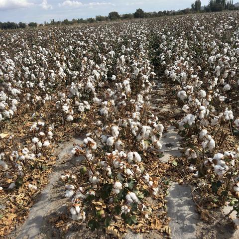 一诗一画（195）- 棉田