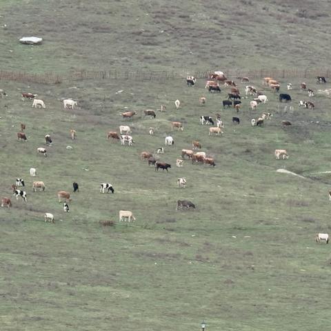 一诗一画（196）- 山中的牛