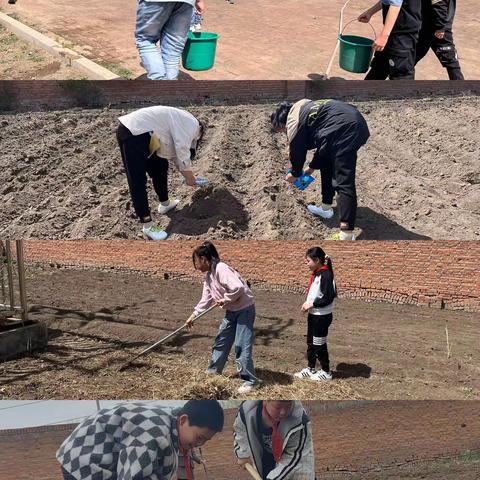 【西小·劳动】春日播种日记——双城区西官镇中心小学春耕种植活动纪实