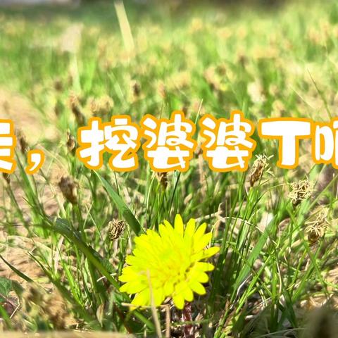 走，挖婆婆丁啊