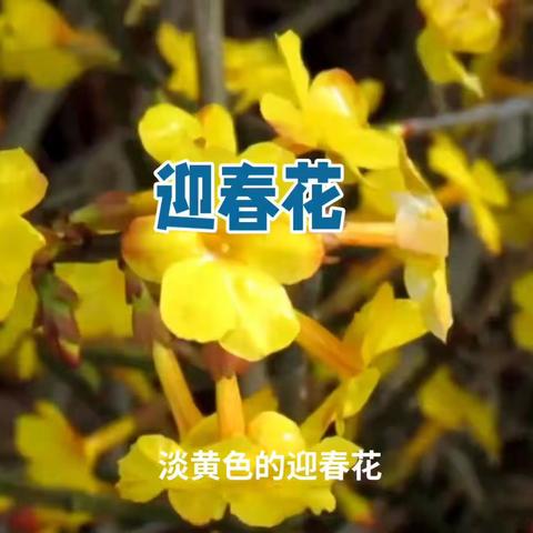 迎春花