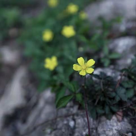 好花当春开