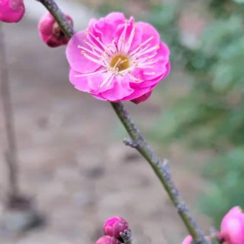 春暖花开，走进碧陆