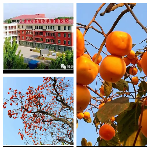 实验小学善南校区收获节之柿子红了一场藏在语文、科学、美术与劳动的收获派对