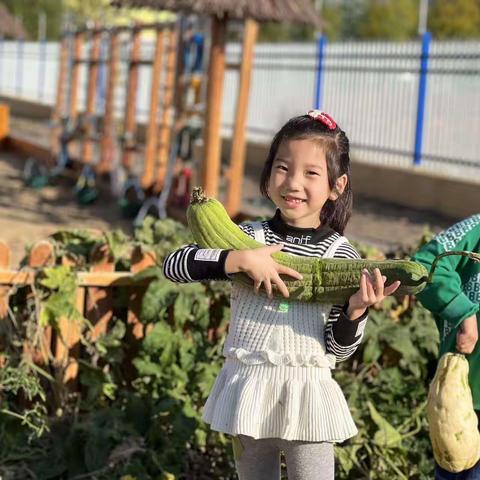 遇见秋天 乐享丰收——军户幼儿园大班组秋季采摘活动