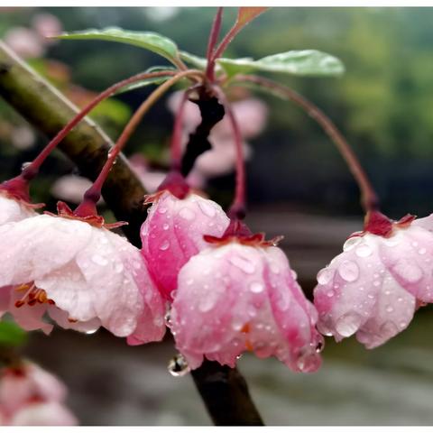 春花烂漫之：雨中樱花，娇艳欲滴