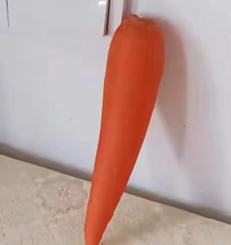 水培胡萝卜🥕