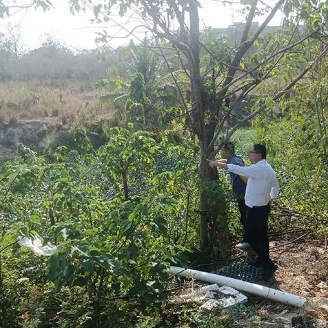 市级林长周坛到八所镇罗带村开展巡林工作