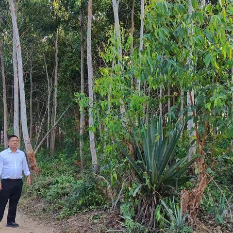 市级林长周坛到月村、福久村开展巡林检查工作