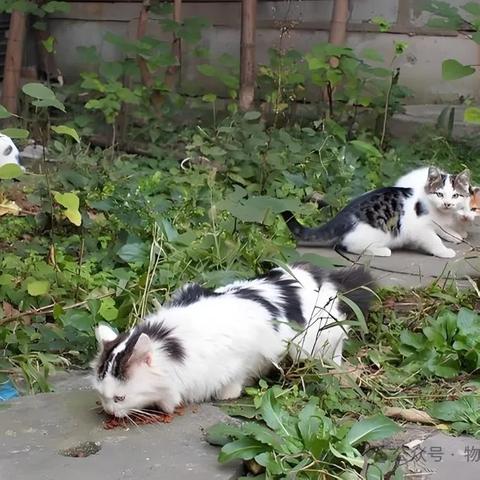请勿在小区内投喂流浪猫的温馨提示！