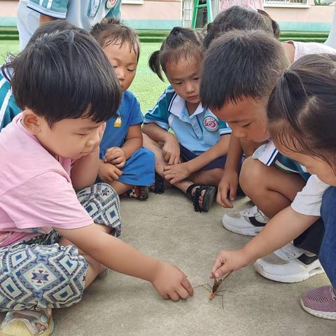 巧遇螳螂——临涧镇马槽幼儿园生成性活动