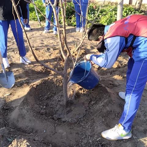 【全环境立德树人】种下希望树苗，收获丰硕果实——伦镇中学劳动树德记录