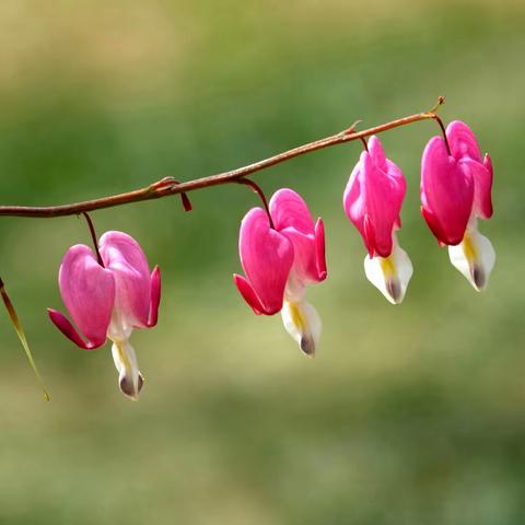春花