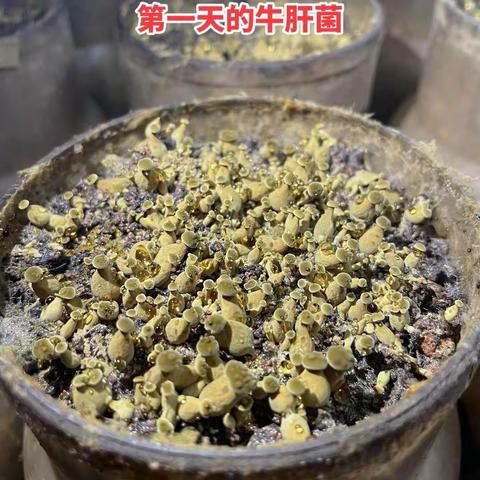 黑牛肝菌种植出菇生长过程