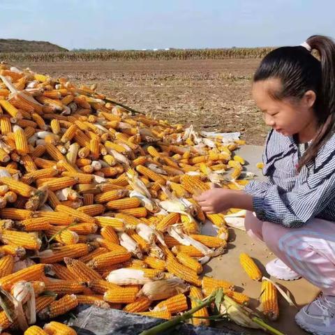 【行知教育·劳动实践】丰收十月  我与祖国在一起——路北区娘娘庙小学国庆假期活动纪实